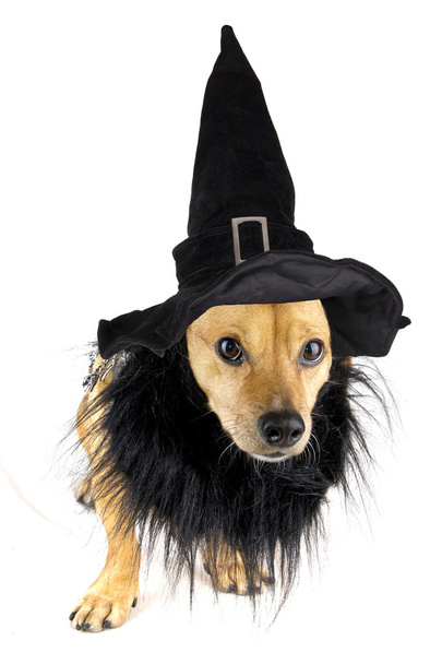 witch dog - Фото, зображення