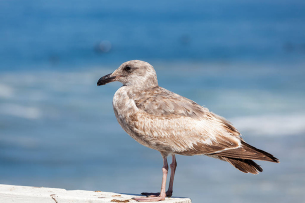 Gulls or seagulls are seabirds of the family Laridae in the suborder Lari. They are most closely related to the terns (family Sternidae) and only distantly related to auks, skimmers, and more distantly to the waders. - Photo, Image