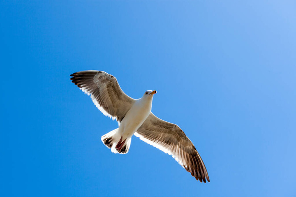 Gulls or seagulls are seabirds of the family Laridae in the suborder Lari. They are most closely related to the terns (family Sternidae) and only distantly related to auks, skimmers, and more distantly to the waders. - Photo, Image