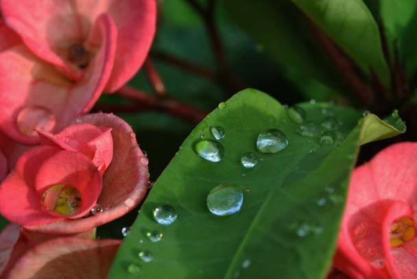 Gotas de rocío en una hoja verde y en flores de corona de espina roja
 - Foto, imagen
