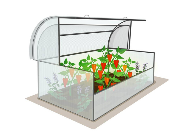 Invernadero de jardín con una cosecha de pimienta. Objeto aislado sobre un fondo en blanco. Vector
 - Vector, Imagen