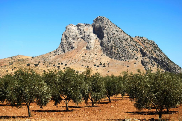 Άποψη του βράχου των εραστών (La Pena de los Enamoradas) με ελαιώνες σε πρώτο πλάνο, Antequera, επαρχία Μάλαγα, Ανδαλουσία, Ισπανία. - Φωτογραφία, εικόνα