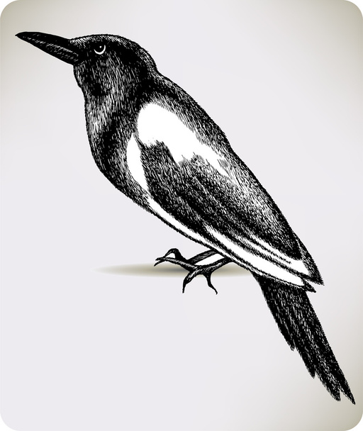 Bird magpie, hand-drawing. Vector illustration. - Vektör, Görsel