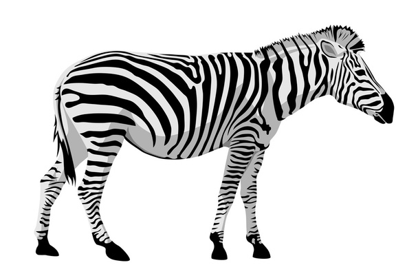 Zebra - Vektor, kép
