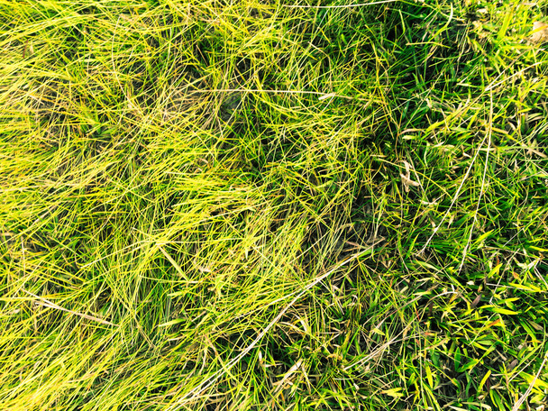 Зеленый фон для травы для работы с копировальным пространством
 - Фото, изображение