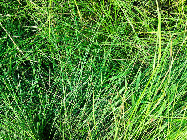 Zelený trávník textury pozadí. pohled shora. tapeta pro design - Fotografie, Obrázek