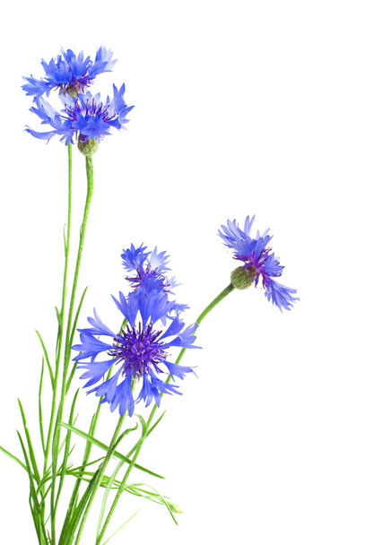 Beautiful blue cornflower - Foto, afbeelding