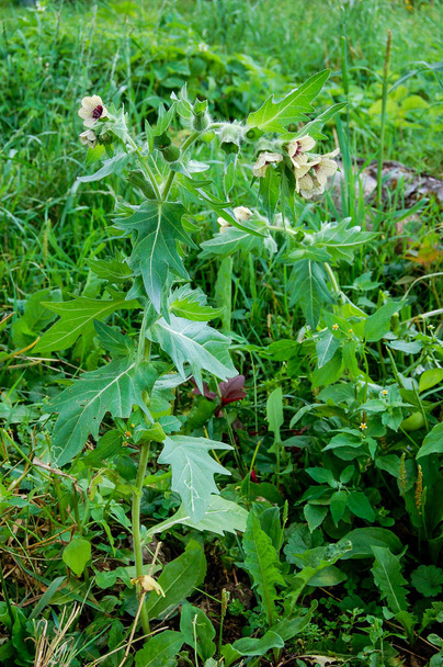 wild-growing poisonous herb Hyoscyamus.Belen contains alkaloids hyoscyamine. - Photo, Image