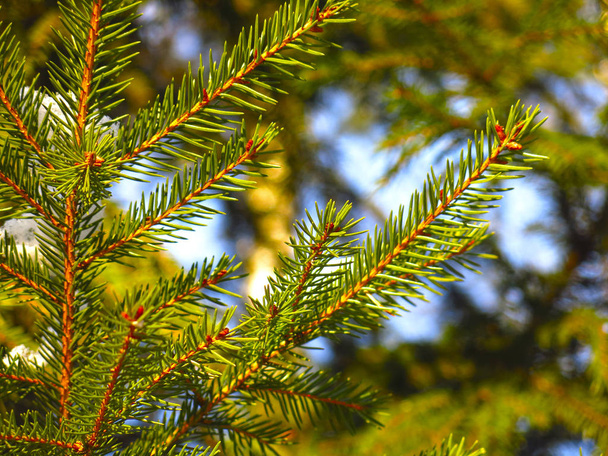 ramos de abeto verde close-up com agulhas de pinheiro
 - Foto, Imagem