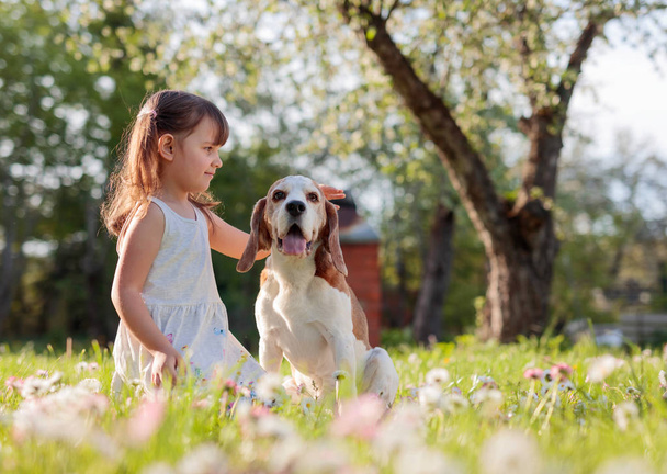 Szczęśliwa dziewczynka bawiąca się z psem w ogrodzie. Czteroletnia dziewczynka w słoneczny letni dzień z Beaglem na trawniku ze stokrotkami. - Zdjęcie, obraz
