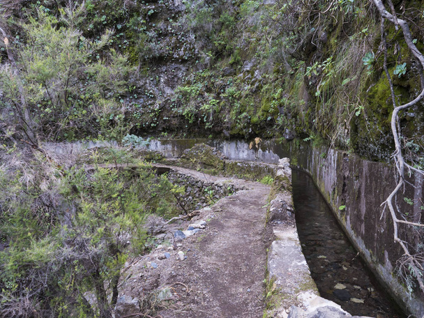 レバダ沿いの道、神秘的なローレル森林での水ダクトラウリシルバ、ハイキングトレイルでの緑豊かな亜熱帯雨林ロサンゼルス・ティロス、ラ・パルマ、カナリア諸島、スペイン - 写真・画像
