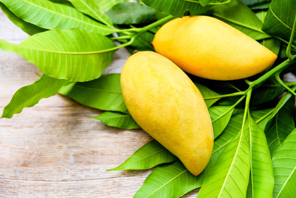 Mango fresh on mango leaves from tree tropical summer fruit concept / Sweet ripe mangos yellow - Foto, afbeelding