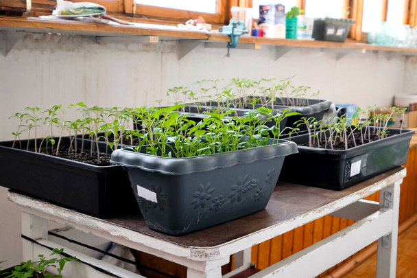 Zaailingen van peper. Containers en boxen op het balkon met nieuwe planten. Groene scheuten. - Foto, afbeelding