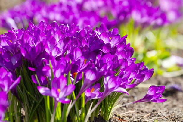 Fond de fleurs violettes crocus fleuri dans un parc de printemps
 - Photo, image