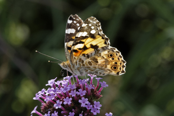 Vanessa cardui, Cynthia cardui, Painted Lady butterfly on Verbena bonariensis, Argentinian Vervain - Photo, Image