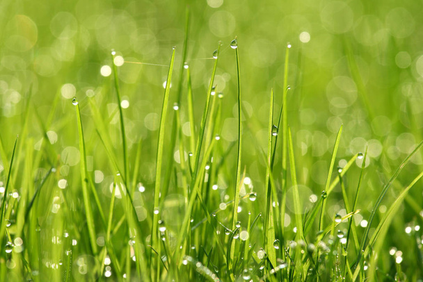 Трава з краплями роси, макрозйомка рано вранці
 - Фото, зображення
