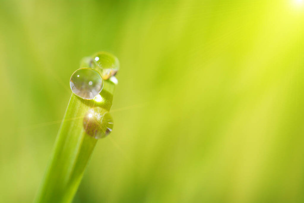 Close-up of the large drops of fresh morning dew on green grass - Foto, afbeelding