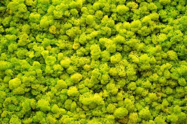 Ren geyiği yosunu duvarı, ren geyiği liginden yapılmış yeşil duvar süslemesi Cladonia rangiferina, iç modellemeler için kullanılabilir. - Fotoğraf, Görsel