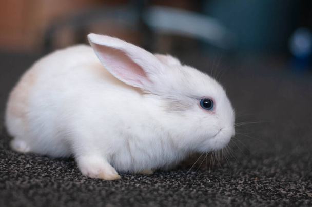 a small white rabbit sits on a black carpet - Photo, Image