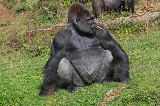 Gorila
 - Foto, imagen