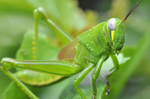 Grasshopper estancia en hoja verde primer plano
 - Foto, Imagen