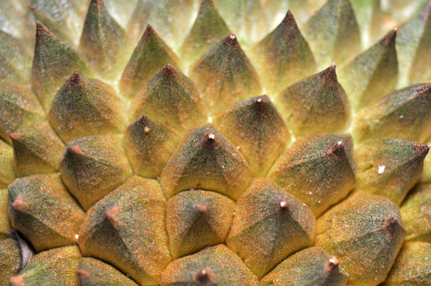 Détail pointu de la peau de fruit durian
 - Photo, image