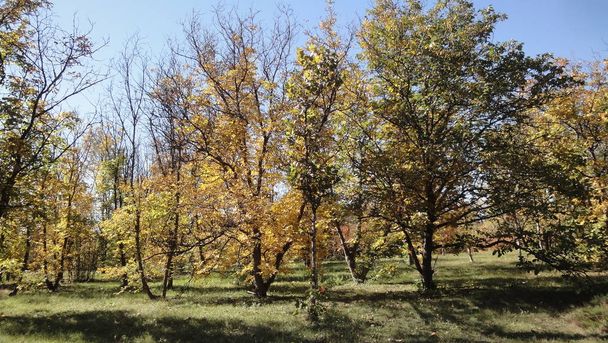 gyönyörű őszi erdő táj - Fotó, kép