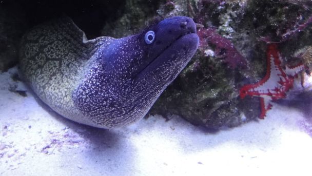 Moray eels, or Muraenidae, are a family of eels whose members are found worldwide.  - Photo, Image