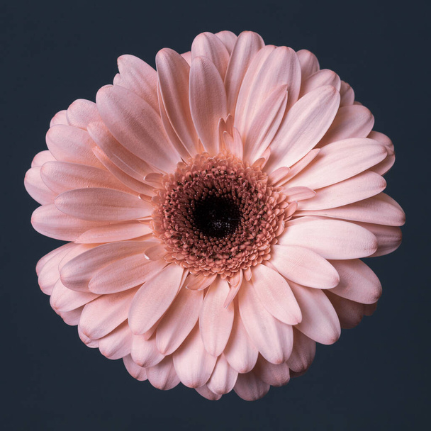 verse roze crème gerbera bloemen op een decoratieve grijze achtergrond - Foto, afbeelding