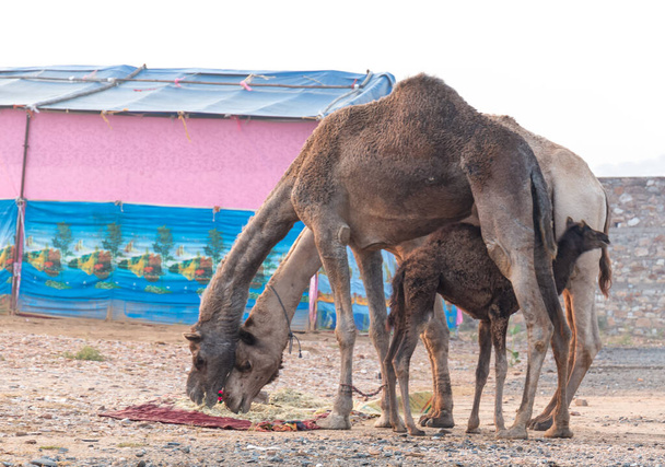 Pushkar, Rajasthan / India - November 2019 : Portrait of camels participated in pushkar camel fair  - Foto, afbeelding