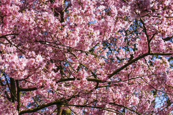 Sentiero dei fiori di ciliegio in un giardino tranquillo
 - Foto, immagini