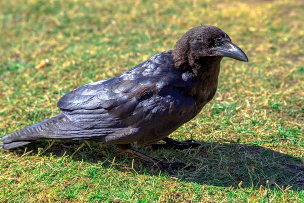 Australian raven on the grass - Photo, Image