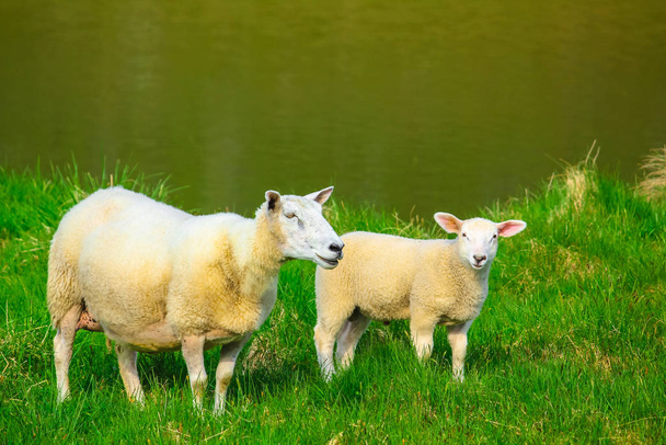 Dos ovejas en la hierba
 - Foto, imagen