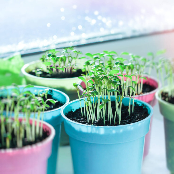 green young seedlings on the windowsill. concept of spring mood - Fotoğraf, Görsel