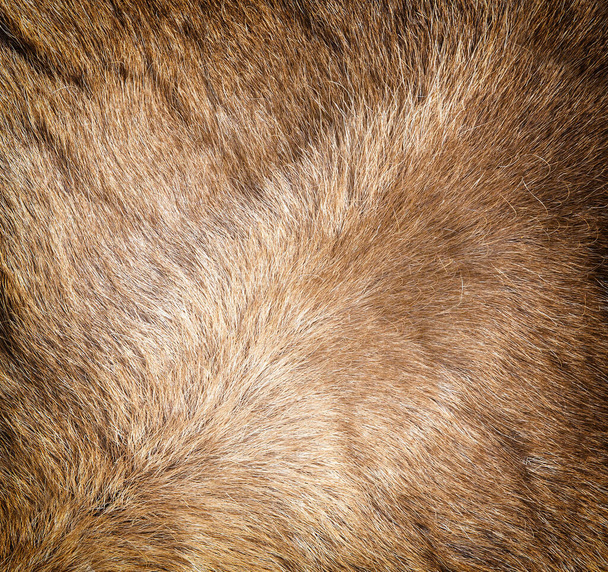 A színes rénszarvas szőrme textúra. Közelről. - Fotó, kép