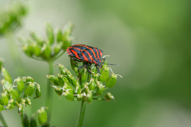Bug Escudo rayado europeo (Graphosoma italicum) sentado sobre una flor con fondo verde prado
 - Foto, imagen