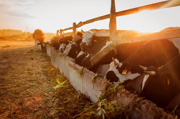 Коровы пасутся на ферме на закате. Скот ест траву и гуляет на свежем воздухе на закате в сельской местности. Сельское хозяйство и сельское хозяйство. Кормление животных
 - Фото, изображение