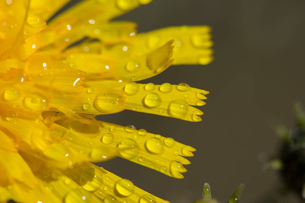 Water drops on petals of yellow dandelion - Photo, Image