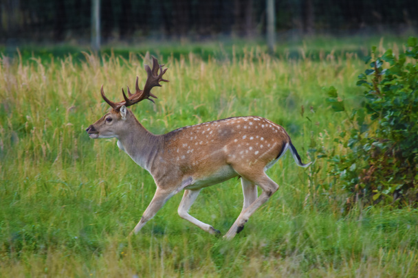 Bela macho cervo pousio correndo através de grama verde
 - Foto, Imagem