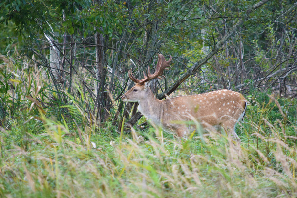 Bela macho cervo pousio em pé na grama verde
 - Foto, Imagem