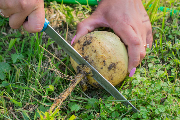 Menselijke handen snijden wit vers geoogste rapwortel met mes in de tuin - Foto, afbeelding