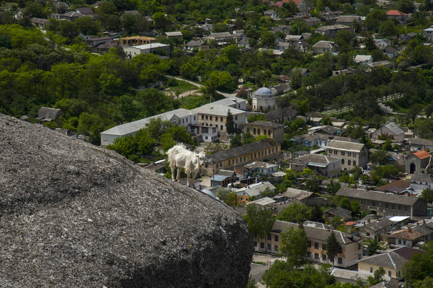Ziege in den Bergen. Frühlingstag, Krim - Foto, Bild
