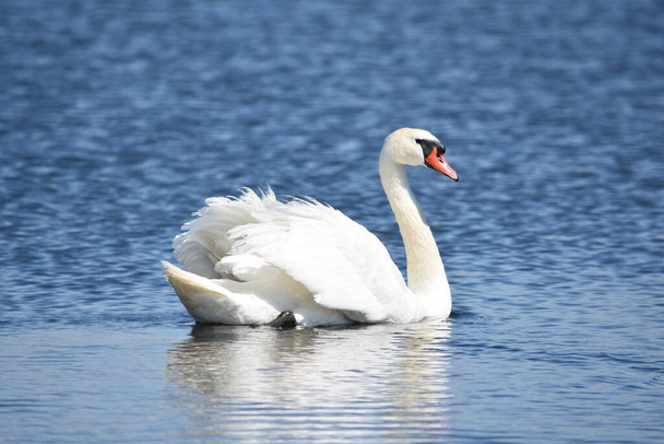 Beautiful white mute swan (Cygnus olor) swimming in blue water - Photo, Image