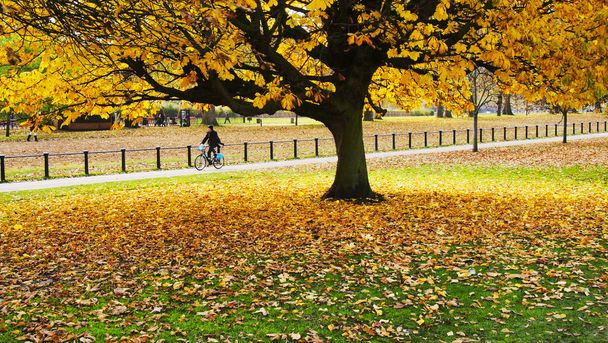 Herbst im Park - Foto, Bild