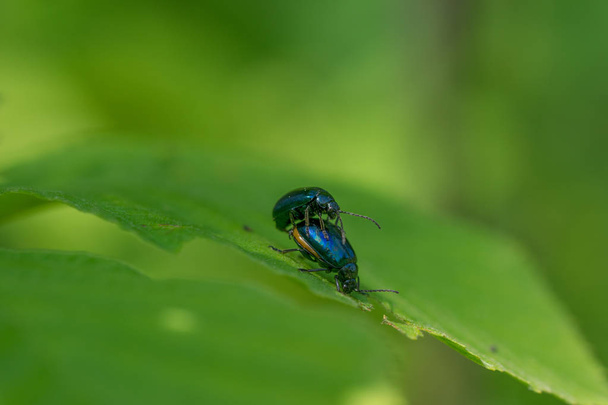 İki alder yaprağı böceği (Agelastica alni) yeşil yaprak üzerinde çiftleşiyor - Fotoğraf, Görsel