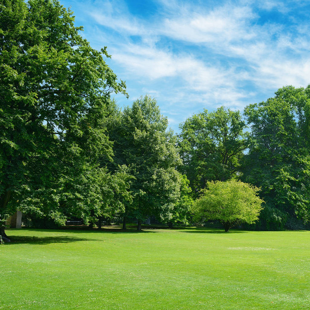 Green glade coberto com grama no parque. Espaço de cópia
 - Foto, Imagem