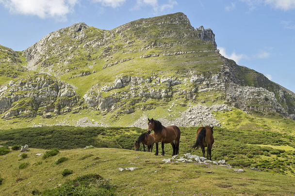 A scene of farm animals grazing in the mountains of Somiedo, Asturias - Photo, Image