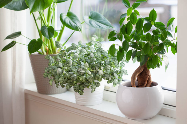 houseplants fittonia, monstera and ficus microcarpa ginseng in white flowerpots on window - Photo, Image