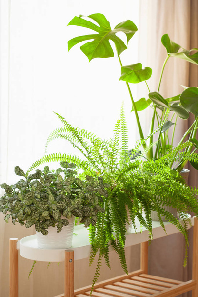 houseplants fittonia, nephrolepis and monstera in white flowerpots on window - Фото, изображение