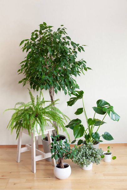 houseplants ficus benjamina, fittonia, monstera, nephrolepis and ficus microcarpa ginseng in flowerpots - Photo, Image